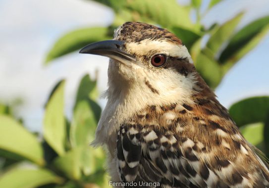 Fer Uranga en Hamelin: Fauna  (Santo Domingo Ingenio), Campylorhynchus rufinucha (Lesson, 1838), #ave #aves #aves21 #bird #birds #naturaleza #wildlife #nat...