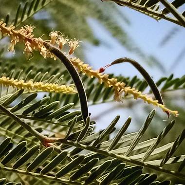Navarroarevalomariateresa en Hamelin: Flora  (Viesca), La vaina del mezquite es de gran importancia para los ecosistemas del decierto, pues es alimento de ...