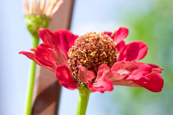 Juanatlantida82 en Hamelin: Flora, #flores 