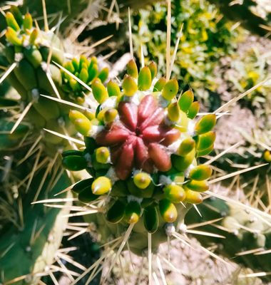 Solerantonio2 en Hamelin: Flora  (Cerro del Barronal), Flor de cactus