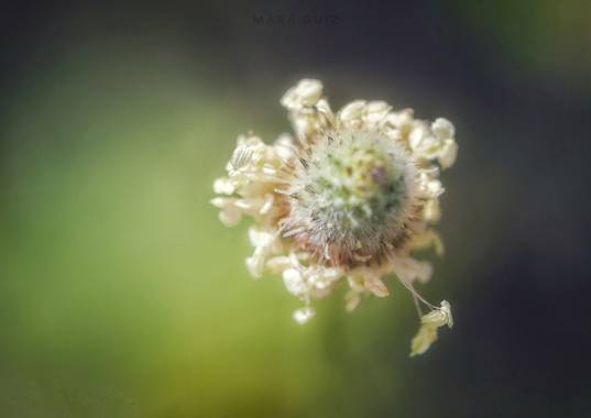 Mararuizasensio en Hamelin: Flora  (Ojén), Plantago lagopus, #macro #primavera #spring #flores #flowers #campo #flora #flora21 #canon7d 