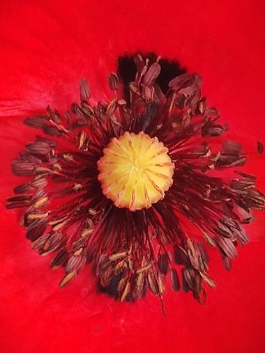 Medea127 en Hamelin: Flora  (Sevilla), Amapola #flora21 