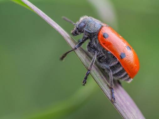 xeni_bejar en Hamelin: Fauna  (La Nina)