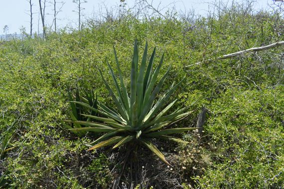 Solerantonio2 en Hamelin: Flora  (El Pocico), Agave sisalana, Planta