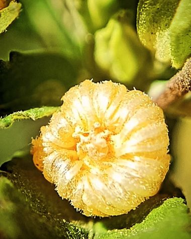 Berenicelujan en Hamelin: Flora, #flor