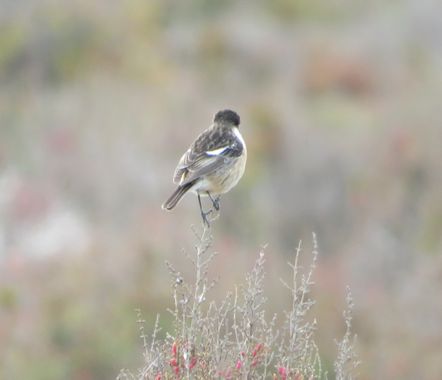 Solerantonio2 en Hamelin: Fauna  (Níjar), Ave
