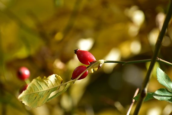 Mirilla Natural en Hamelin: Flora  (San Emiliano), Escaramujo, picaculos, tapaculos o, simplemente, fruto del rosal silvestre.