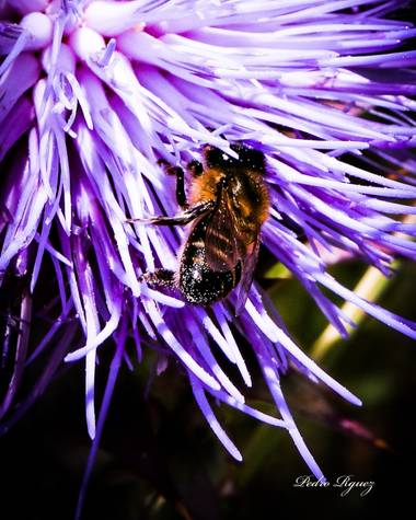 PEROMA_PHOTO en Hamelin: Fauna  (Cártama), . 