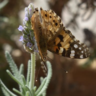 Solerantonio2 en Hamelin: Fauna  (Almería), Vanessa cardui (Linnaeus, 1758), Insecto