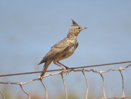 Solerantonio2 en Hamelin: Fauna  (Níjar), Cogujada comun