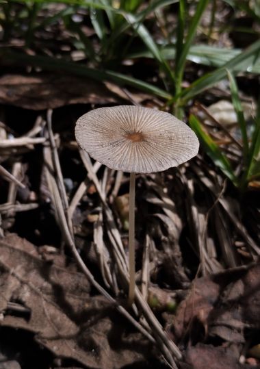 Michael_vinasco en Hamelin: Observación  (Ansermanuevo), #flora #hongos