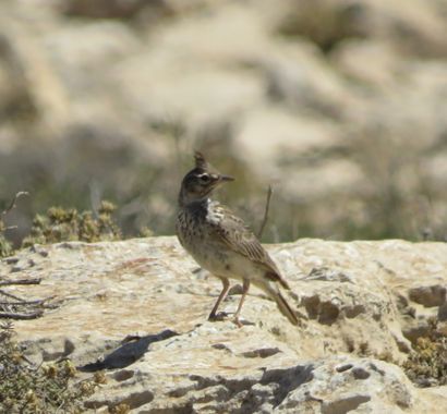 Solerantonio2 en Hamelin: Fauna  (Níjar), Cogujada comun