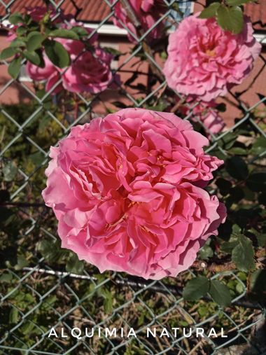 Alquimia Natural en Hamelin: Flora  (Marina de Cudeyo), #primavera2022 