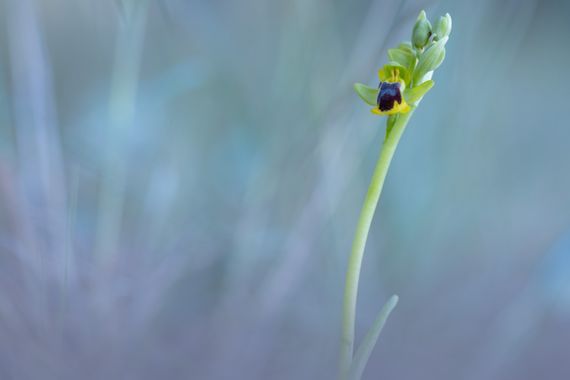 susurrando.caballos en Hamelin: Flora, Ophrys lutea Cav., #macro #macrophotography #orquideas #orchids #flora #flowers 