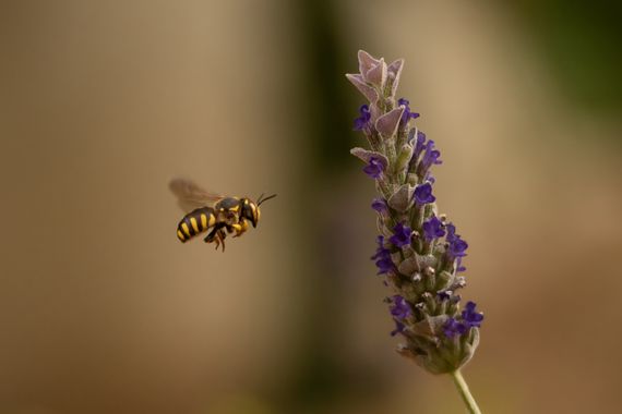 Sara Pérez  en Hamelin: Fauna  (Huelva), Anthidium florentinum (Fabricius, 1775)