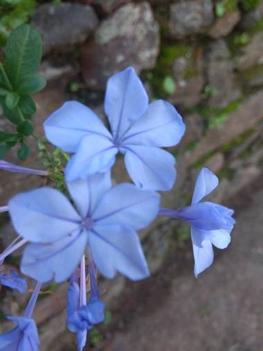 Jositocerro en Hamelin: Flora  (La Aceña de la Borrega), Plumbago auriculata