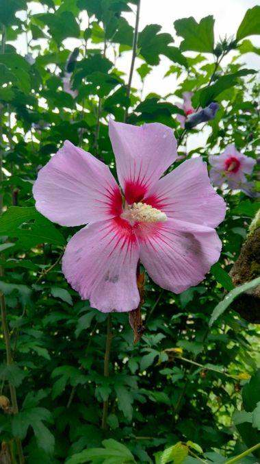 Solerantonio2 en Hamelin: Flora  (Iruñerria / Comarca de Pamplona), Hibiscus syriacus, Planta
