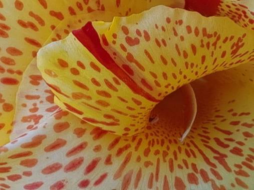 Jonathanmartinbedia0007 en Hamelin: Flora, 📸@