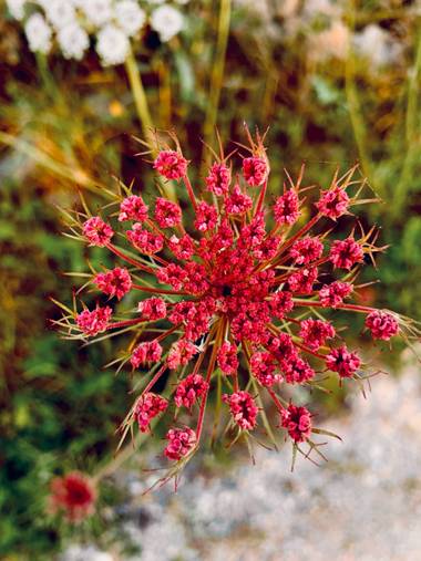 Clari Montal en Hamelin: Flora  (Sineu), Allium schubertii, #primavera2021 #españa #mallorca