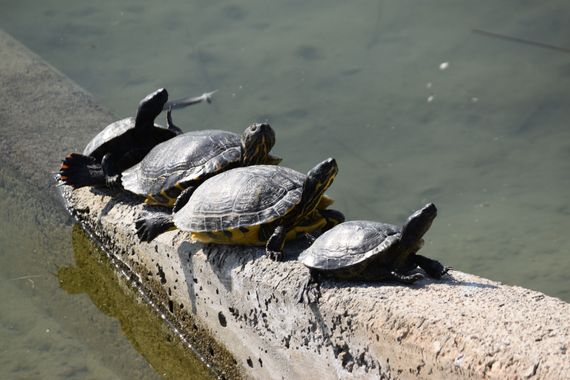 Solerantonio2 en Hamelin: Fauna  (Almería), Galapagos