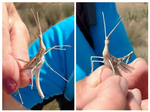 Solerantonio2 en Hamelin: Fauna  (Níjar), Saltamontes narigudo
