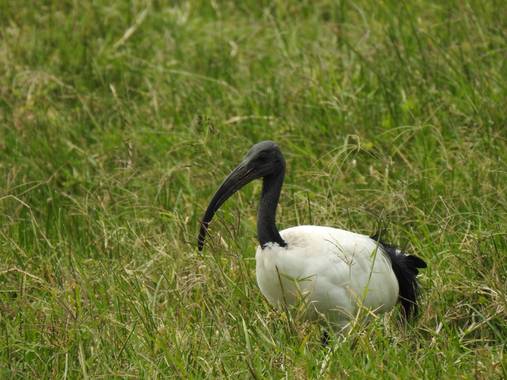 olaya96fg en Hamelin: Fauna  (Kajiado), Threskiornis aethiopicus (Latham, 1790), #Aves21