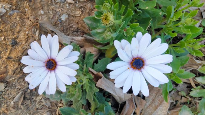 Solerantonio2 en Hamelin: Flora  (Almería), Planta