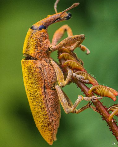Jose Alza Dsn en Hamelin: Fauna  (l'Ametlla de Mar), Lixus pulverulentus (J.A.Scopoli, 1763), Colores de la naturaleza

#macro #closeup #animal #insecto #g...