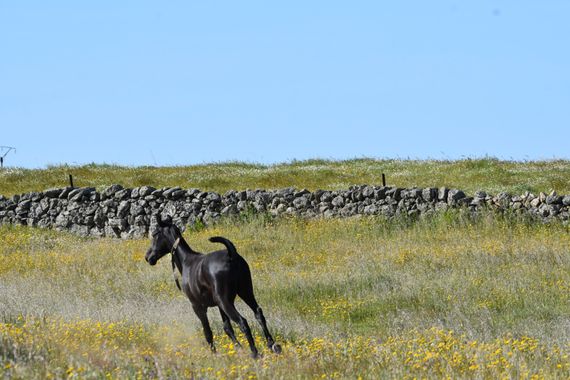 Info en Hamelin: Fauna, Potro en semilibertad en el pantano nuevo del Casar de Cáceres 