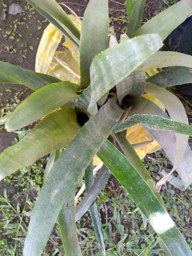 GrachuV. en Hamelin: Flora, Aechmea fasciata, Verdes