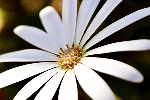 ralphlagarillo en Hamelin: Flora  (Málaga), #flora21