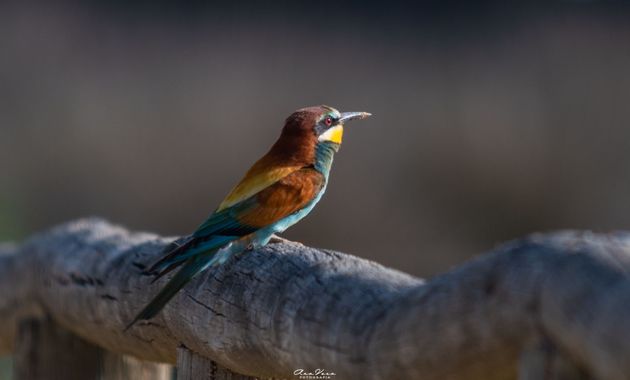 Ana Vera en Hamelin: Fauna  (La Puebla del Río), Merops apiaster Linnaeus, 1758, #cumplehamelin 