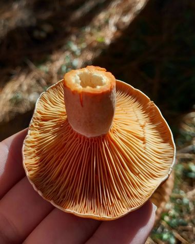Lilita en Hamelin: Observación, Lactarius deliciosus

Su sombrero tiene forma de copa, de convexo a extendido; y su carne, láminas y látex es de color nar...