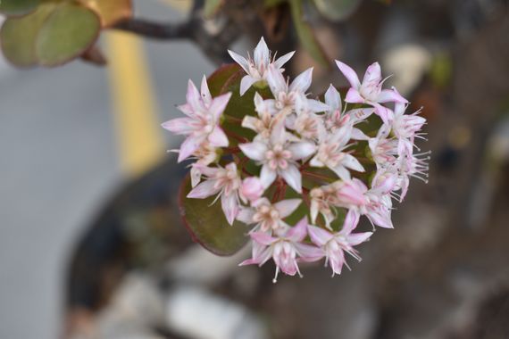 Solerantonio2 en Hamelin: Flora  (Totana), Crassula ovata, Planta