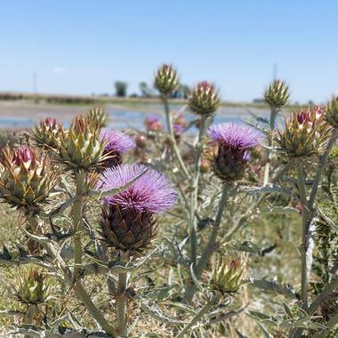 Vivi en Hamelin: Flora  (General Lavalle), Cynara cardunculus, #flora