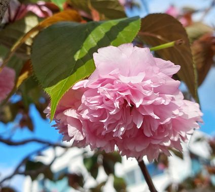 Mpinfante en Hamelin: Flora, Prunus serrulata