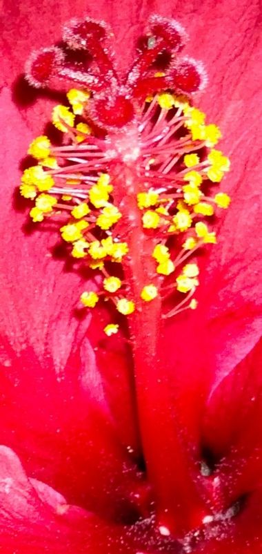 Solerantonio2 en Hamelin: Flora  (Almería), Pistilo de hibiscus