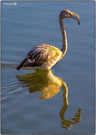 Breogán654 en Hamelin: Fauna  (Calp), Phoenicopterus roseus Pallas, 1811, Flamenco común #aves
