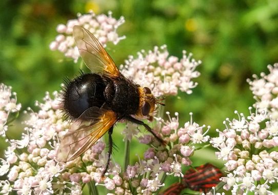 Eritz.cortazar en Hamelin: Fauna  (Zierbena), Mosca erizo

Tachina grossa es una mosca, como su nombre indica, grande y voluminosa, de unos 20 mm, la mayor...