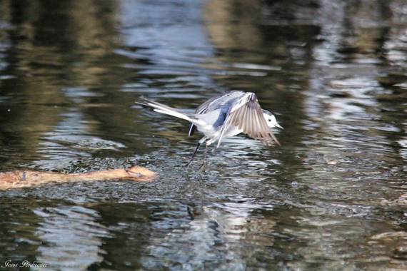 Jesusrodriguezpozo en Hamelin: Fauna, Motacilla alba Linnaeus, 1758, Collado Villalba ( rio Guadarrama)