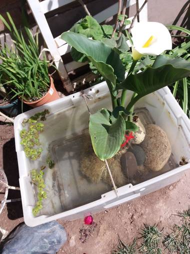 olgabijoux.ot en Hamelin: Flora  (Luján de Cuyo)