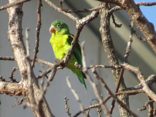 Gloria_momsalve en Hamelin: Fauna, Loro 