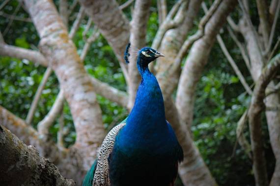 Claudiaverenicesv en Hamelin: Fauna  (Sincelejo)