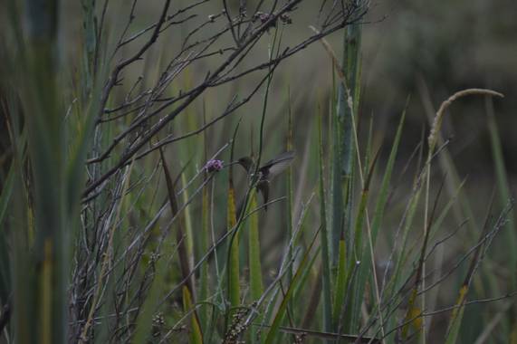 Doro en Hamelin: Fauna  (Maldonado), Picaflor bronceado alimentándose 