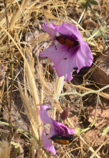 Solerantonio2 en Hamelin: Fauna  (Cabo de Gata), Insecto