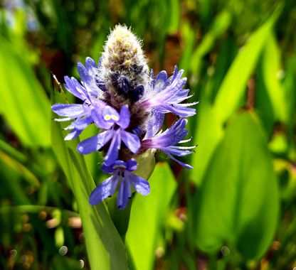 Naomi en Hamelin: Flora  (Cerdanyola del Vallès), Pontederia cordata, #flores#CumpleHamelin