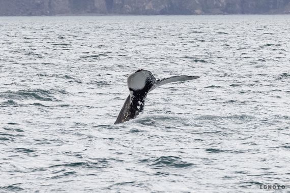 Ignoto en Hamelin: Fauna  (Iceland)