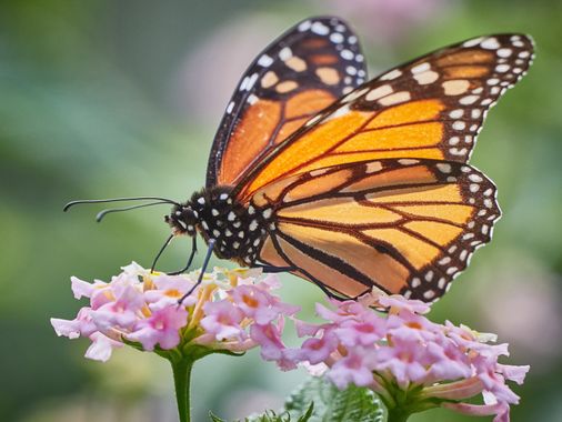 Enrique Tapia en Hamelin: Fauna  (La Orotava), Danaus plexippus (Linnaeus, 1758), #mariposa #fauna #invertebrados 