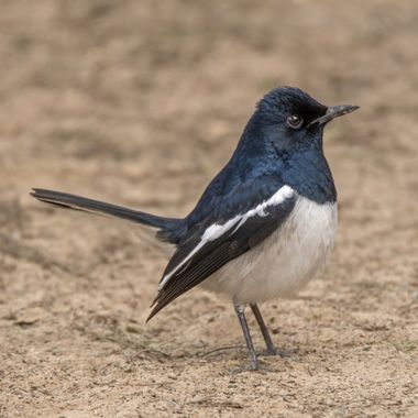 Ignicapillus en Hamelin: Fauna  (Gurugram), Copsychus saularis (Linnaeus, 1758), Shama oriental

Segunda foto de la selección que he hecho para ilustrar mi...