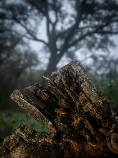 Antonio Jesús Palma Aranda en Hamelin: Observación  (Lora del Río), Algo creció en ese árbol caído y en descomposición. ¿No lo ves?. No te preocupes, desli...